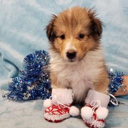 Cindy - Sable and white female Shetland Sheepdog puppy in Moore Haven, Florida from Sheri Harris's Shetland Sheepdogs