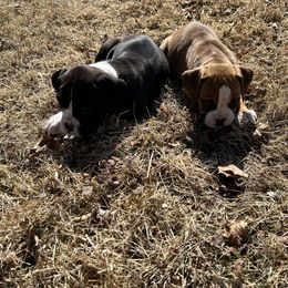 Boxer Puppies from Nala’s Pride
