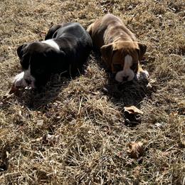 Boxer Puppies from Nala’s Pride