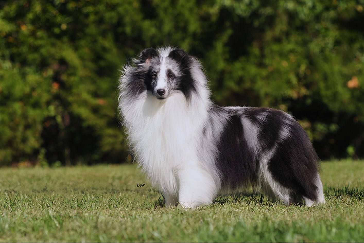 Shadow hill south store shelties