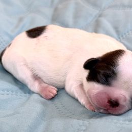 Boxer and Shih Tzu Puppies from L&L Euro Boxers and Small Town Shih Tzus