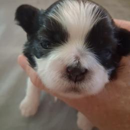 Girl 1 - Gold and white female Shih Tzu puppy in Lake Worth, Florida from Shih Tzu Cottage