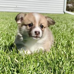 Pembroke Welsh Corgi Puppies from A&A’s Adorable Corgis
