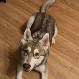 Siberian Husky Puppies from Star Blue Siberians