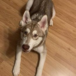Siberian Husky Puppies from Star Blue Siberians