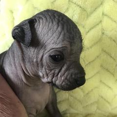 Vineyardview Xolita - Gray Xoloitzcuintli puppy in Cornville, Arizona from Vineyardview Toy Xoloitzcuintle
