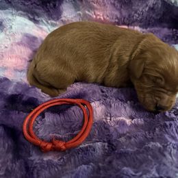 Boy 4 - Mahogany male Irish Setter puppy in Colville, Washington from Daesyn Setters