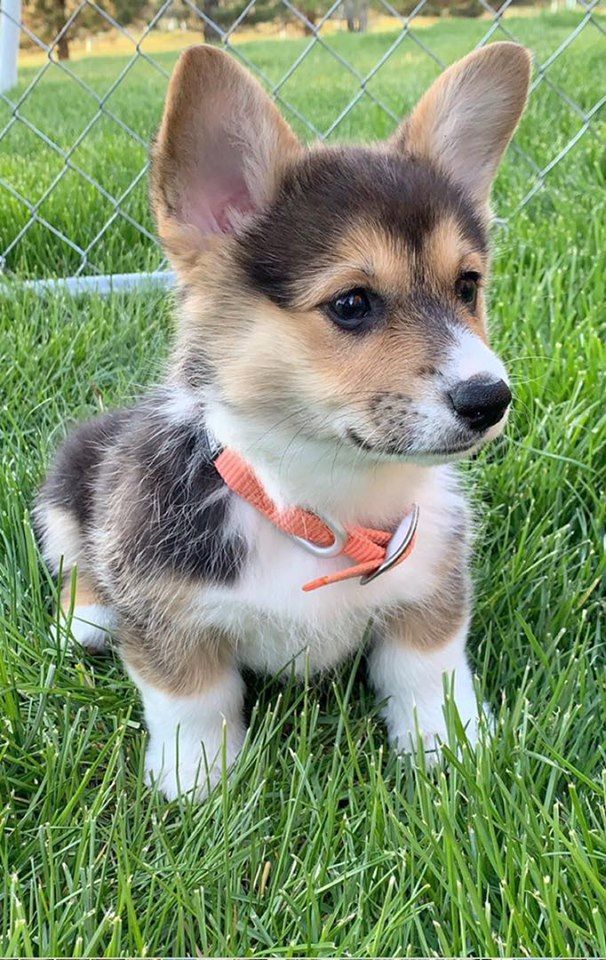 Shez First Class Corgis in Colorado | Pembroke Welsh Corgi puppies