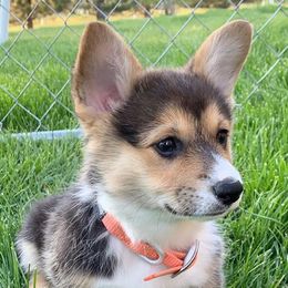 Pembroke Welsh Corgi Puppies from Shez First Class Corgis