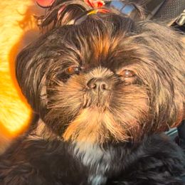 Misha - Shih Tzu