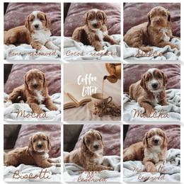 Puppy - Red  male Goldendoodle puppy in Atlanta, Georgia from Cedarcrest Goldendoodles