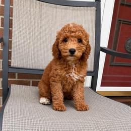 Josie - Apricot female Goldendoodle puppy in Swartz Creek, Michigan from Michigan Doodles