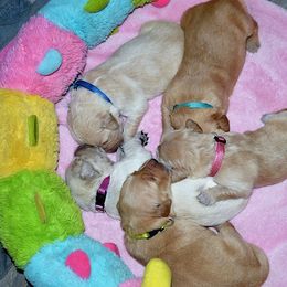 Golden Retriever Puppies from Golden Retriever Street