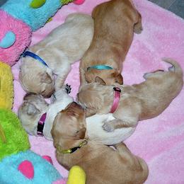 Golden Retriever Puppies from Golden Retriever Street