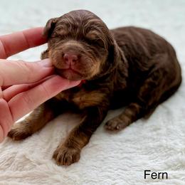 Fern- red collar - Phantom female Bernedoodle puppy in Colorado Springs, Colorado from Mercy Mountain Bernedoodles