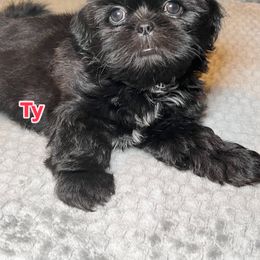 Shih Tzu Puppies from Willow’s Wonderful Shih Tzu