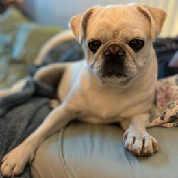 Kendell - Pug
