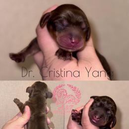 Cristina - Chocolate and tan female Dachshund puppy in Hornbeck, Louisiana from A&Z Mini Dachshunds
