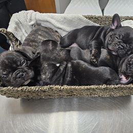 French Bulldog Puppies from Luna and London’s Puppies