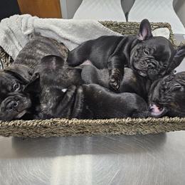 French Bulldog Puppies from Luna and London’s Puppies