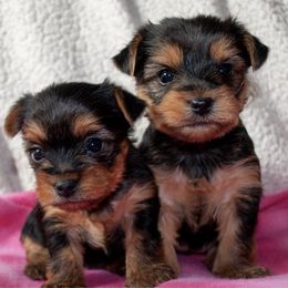 Yorkshire Terriers from For The Luv Of Yorkies