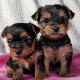 Yorkshire Terriers from For The Luv Of Yorkies