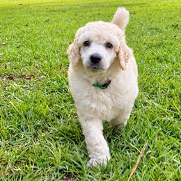 (Denver) Green Collar Male - White male Poodle puppy in Screven, Georgia from Dreamland Standard Poodles
