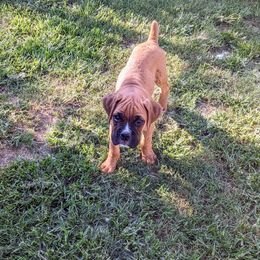Boxer and Shih Tzu Puppies from Super City Kennels