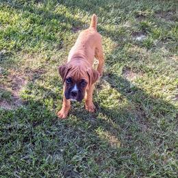 Boxer and Shih Tzu Puppies from Super City Kennels