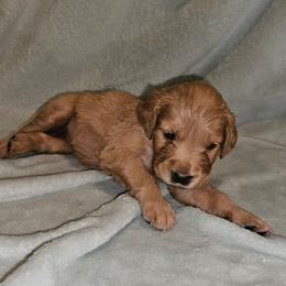Fontina - Golden female Golden Retriever puppy in Dayton, Minnesota from Akoya Kennels