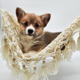 Hermonie - Red female Pembroke Welsh Corgi puppy in Kiowa, Colorado from Cool Water Corgis LLC