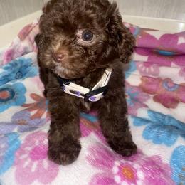 Goldendoodle and Poodle Puppies from Anytime Doodles