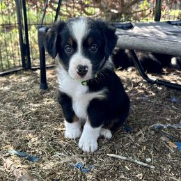 Aussiedoodle, Miniature Australian Shepherd, Poodle, and Toy Australian Shepherd Puppies from Sandy Creek Kennels