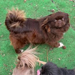 Rose - Red female Pekingese puppy in Cumming, Georgia from Imperial Pekingese