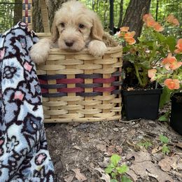 Labradoodle Puppies from Dotsie's Doodles