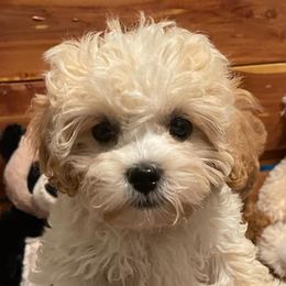 Maltipoos, Poodles, and Shichons from Family Teddy Bears