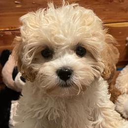 Maltipoos, Poodles, and Shichons from Family Teddy Bears