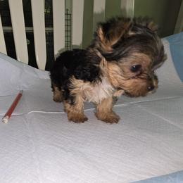 Yorkshire Terrier Puppies from Kalynn's Kuties