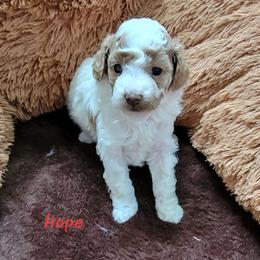 Hope - Parti female Poodle puppy in Montrose, Pennsylvania from Tales Of Joy