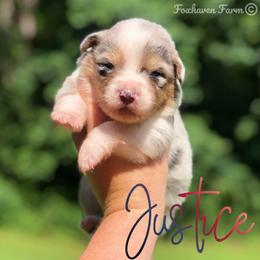 Justice - Blue merle male Australian Shepherd puppy in Tallapoosa, Georgia from Foxhaven Farms Aussies