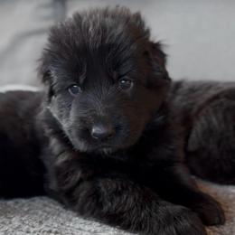 Gamora - Black female German Shepherd puppy in Garland, Maine from Vom Schön Traumhund