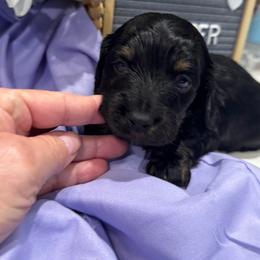 Jasper - Brindle male Dachshund puppy in Asheboro, North Carolina from With Love From Maggie