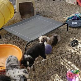 Border Collie Puppies from Balmoral Border Collies