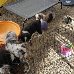 Border Collie Puppies from Balmoral Border Collies