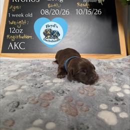 Kronos - Chocolate and tan male Dachshund puppy in Hoquiam, Washington from Heyd's Mini Dachshunds
