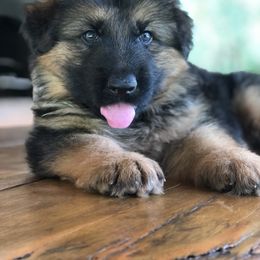 German Shepherd Puppies from Zwinger vom Schneider Wald