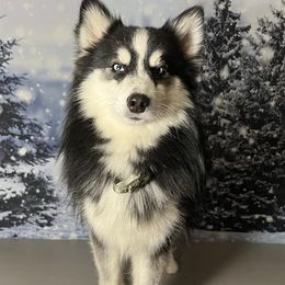 Bastian - Pomsky
