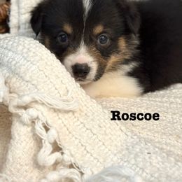 Pembroke Welsh Corgi Puppies from Sarah Ledford