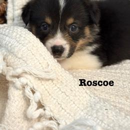 Pembroke Welsh Corgi Puppies from Sarah Ledford