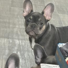 Orange Collar - French Bulldog puppy from Frenchies Du Jour